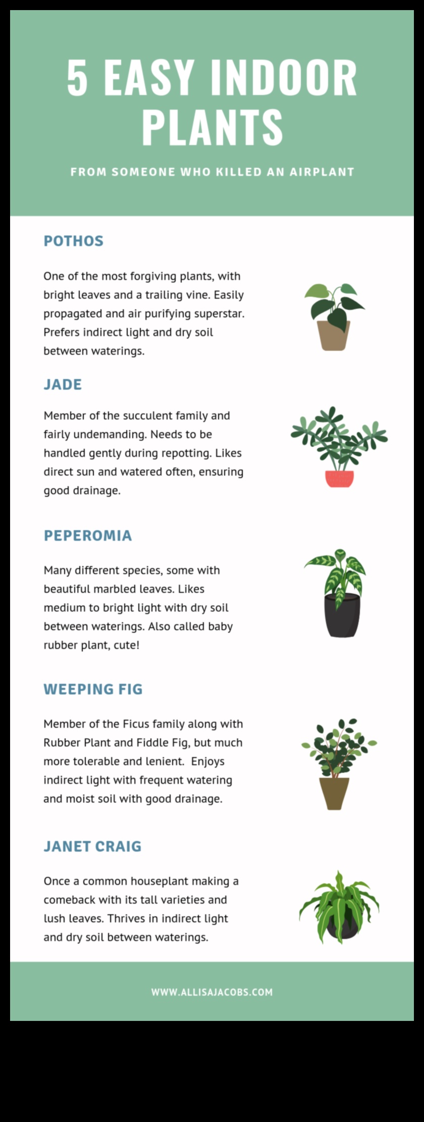 5 εύκολα φυτά εσωτερικού χώρου για αρχάριους 3 12 φυτά που θα ευδοκιμήσουν στη διακόσμηση του εσωτερικού σας