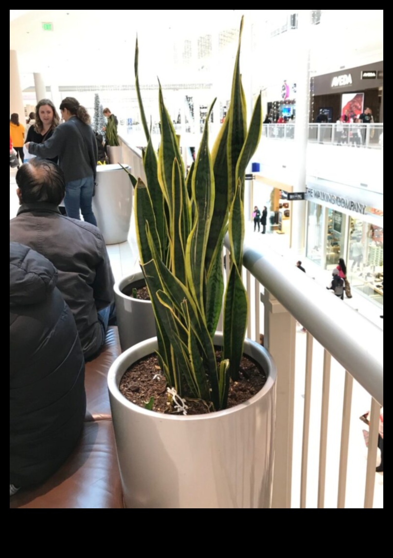 5 εύκολα φυτά εσωτερικού χώρου για αρχάριους 4 12 φυτά που θα ευδοκιμήσουν στη διακόσμηση του εσωτερικού σας