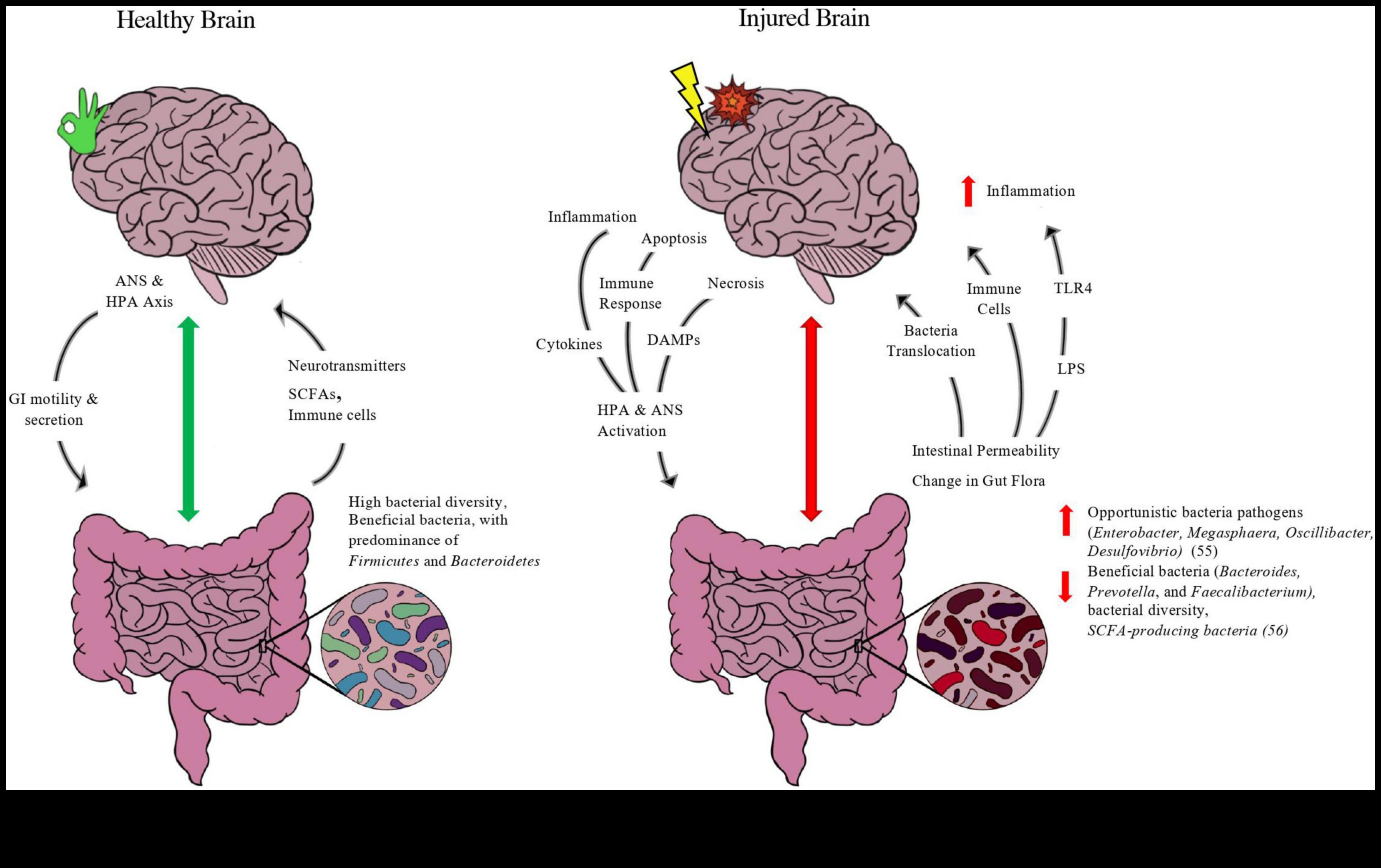 Άξονας εντέρου-εγκεφάλου Η σύνδεση δίαιτας χαμηλής περιεκτικότητας σε λιπαρά 3 Δίαιτες με χαμηλά λιπαρά και ο άξονας εντέρου-εγκεφάλου: Μια αμφίδρομη επικοινωνία