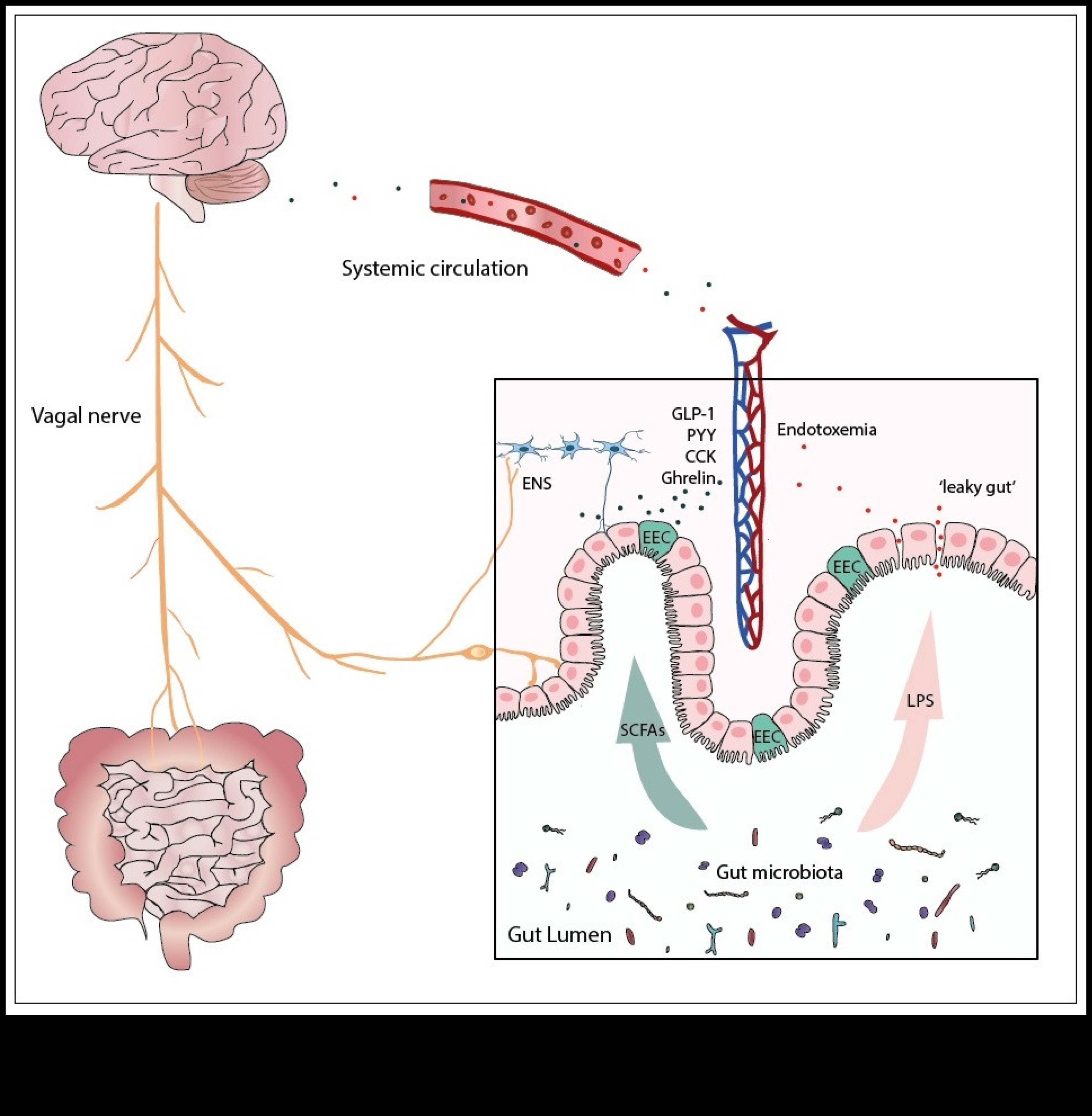 Άξονας εντέρου-εγκεφάλου Η σύνδεση δίαιτας χαμηλής περιεκτικότητας σε λιπαρά 2 Δίαιτες με χαμηλά λιπαρά και ο άξονας εντέρου-εγκεφάλου: Μια αμφίδρομη επικοινωνία