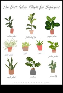 12 φυτά που θα ευδοκιμήσουν στη διακόσμηση του εσωτερικού σας