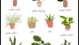 12 φυτά που θα ευδοκιμήσουν στη διακόσμηση του εσωτερικού σας