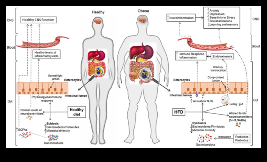 Άξονας εντέρου-εγκεφάλου Η σύνδεση δίαιτας χαμηλής περιεκτικότητας σε λιπαρά 1 Δίαιτες με χαμηλά λιπαρά και ο άξονας εντέρου-εγκεφάλου: Μια αμφίδρομη επικοινωνία