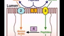 Απορρόφηση πρωτεϊνών και θρεπτικών συστατικών: Μια ευαίσθητη ισορροπία