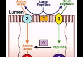 Απορρόφηση πρωτεϊνών και θρεπτικών συστατικών: Μια ευαίσθητη ισορροπία